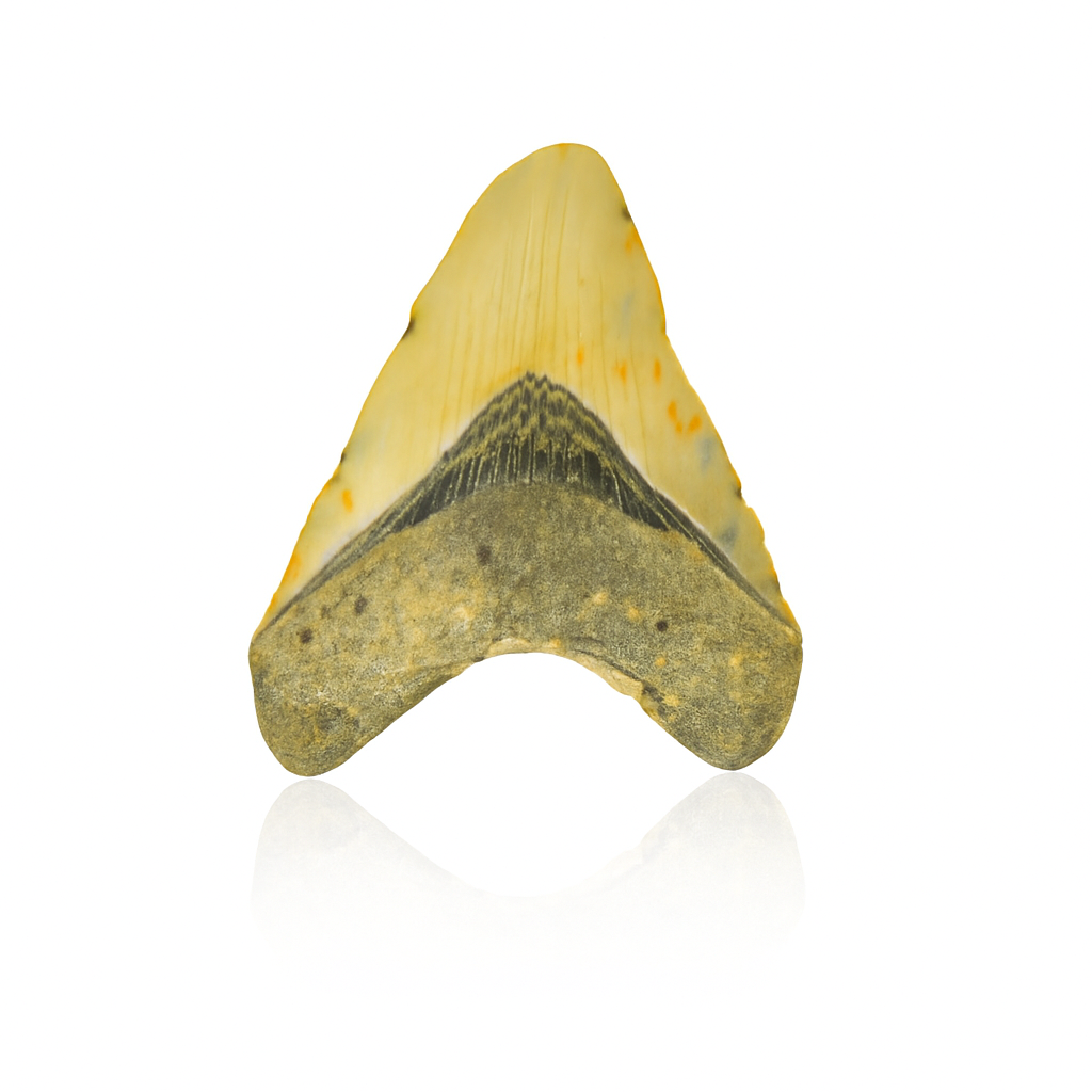 Megalodon Tooth - Full