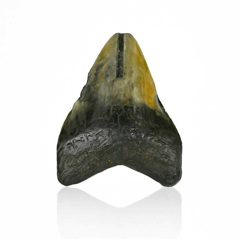 Megalodon &amp; Shark Tooth