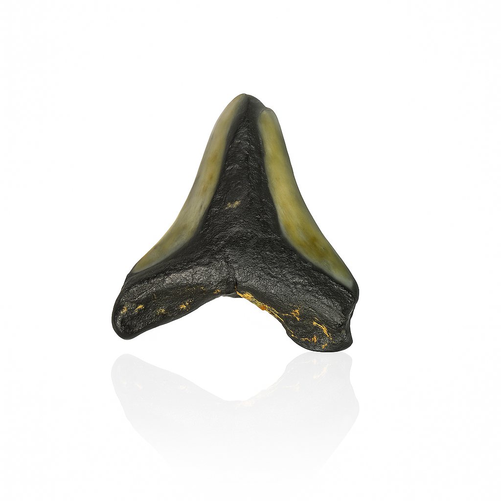 Megalodon Tooth - Full