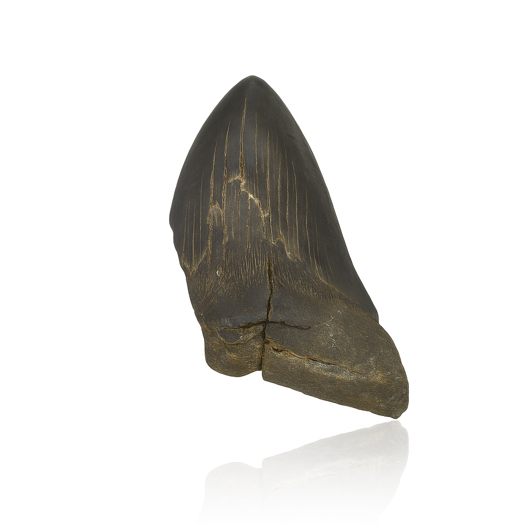 Megalodon Tooth - Partial