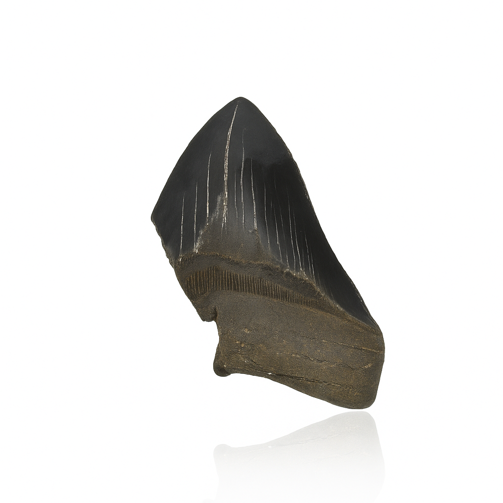Megalodon Tooth - Partial