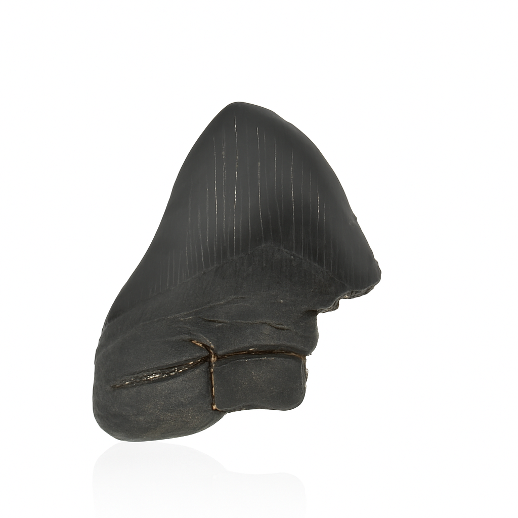 Megalodon Tooth - Partial