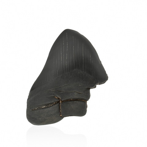 Megalodon Tooth - Partial