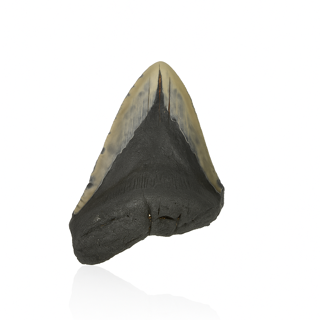 Megalodon Tooth - Partial