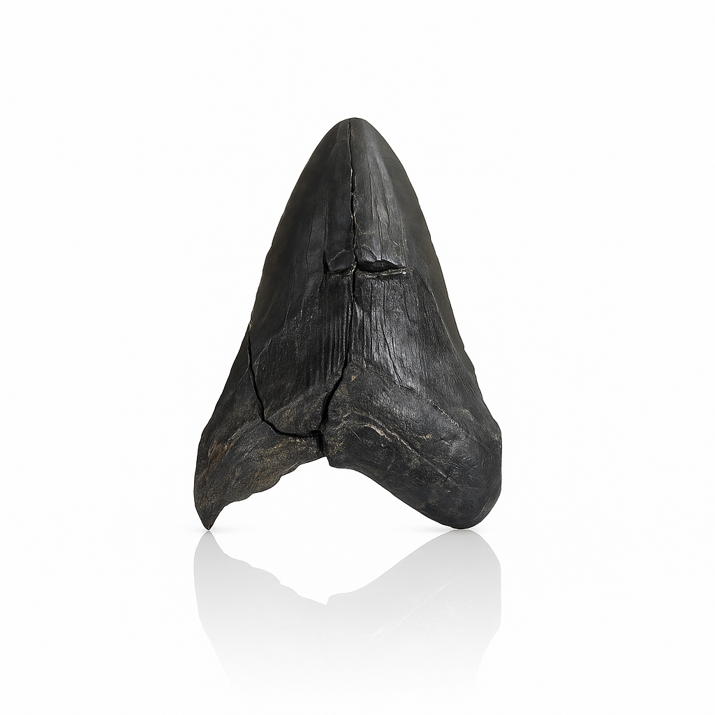 Megalodon Tooth - Full