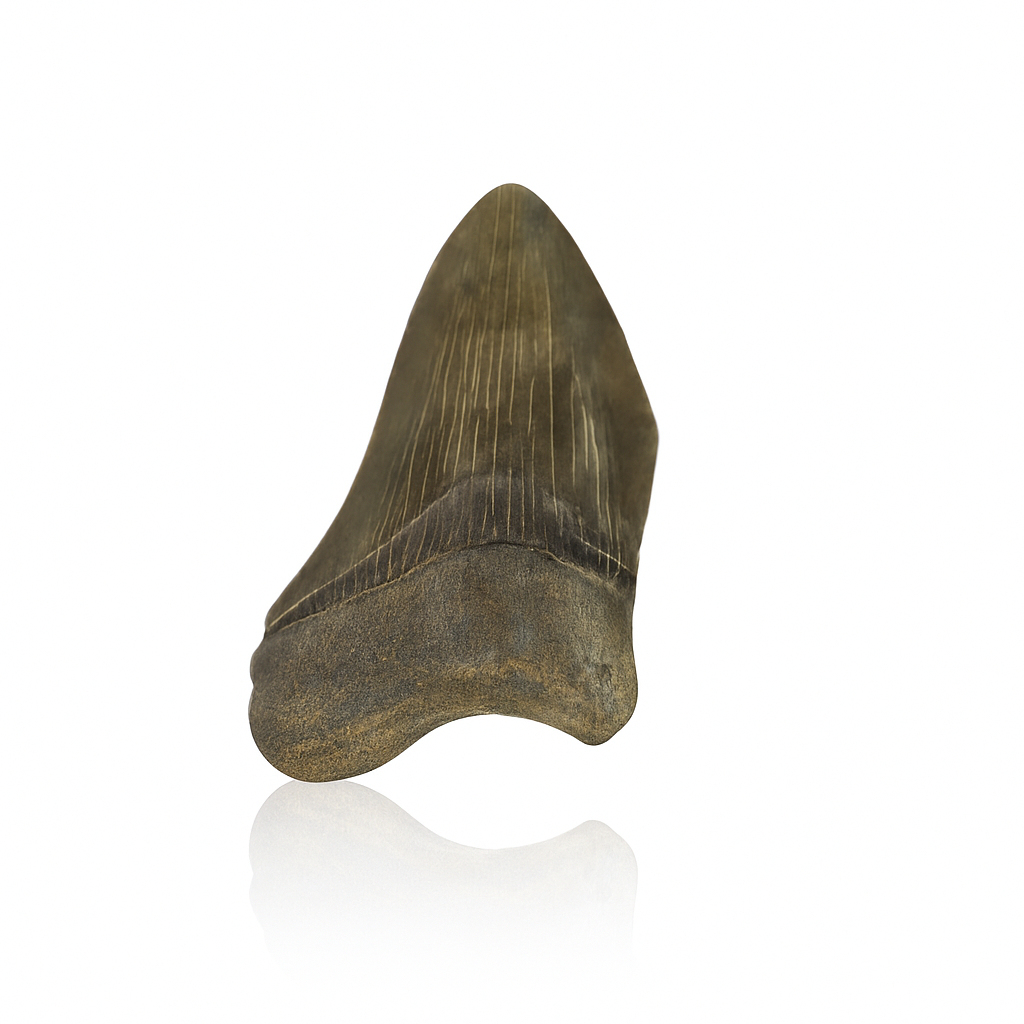 Megalodon Tooth - Partial