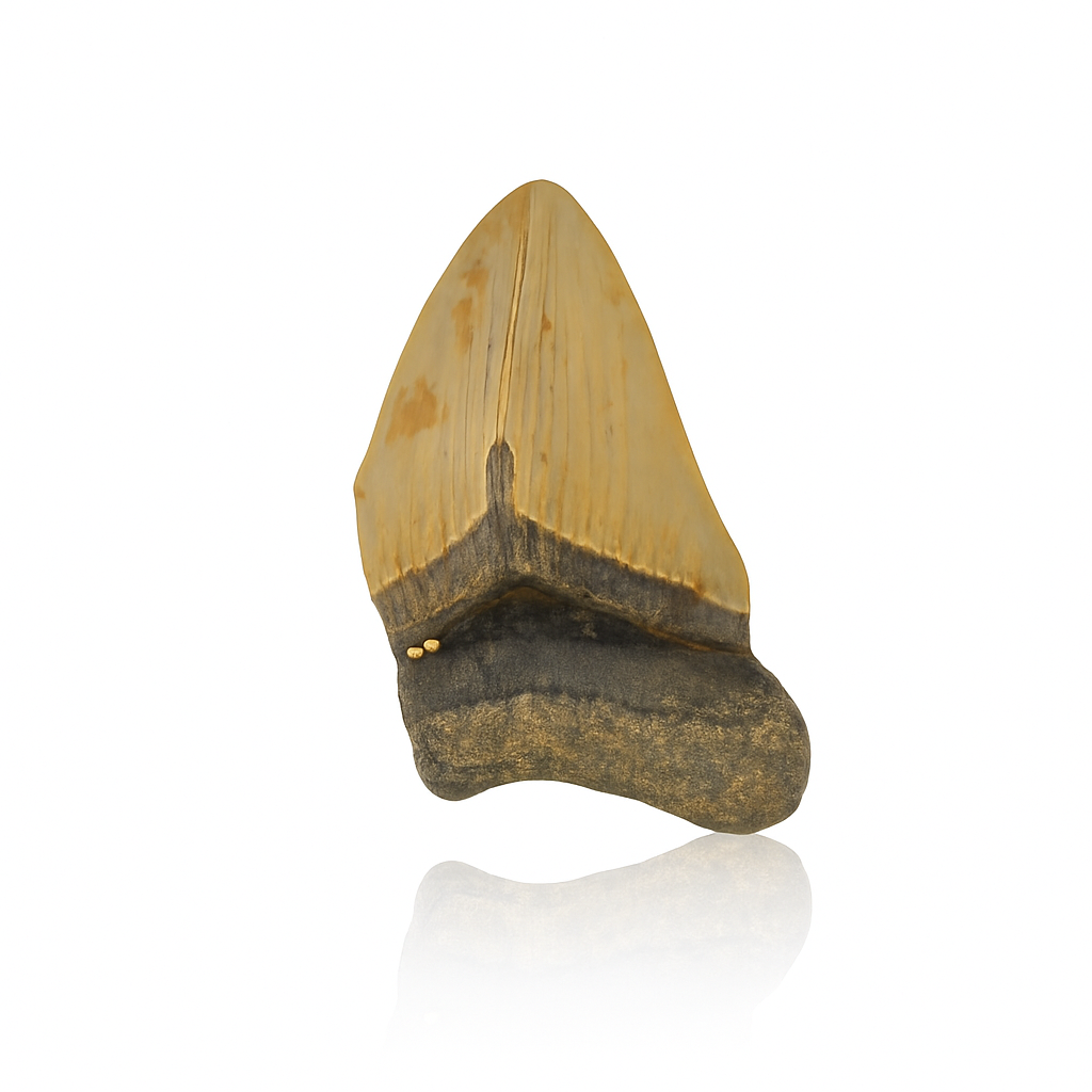 Megalodon Tooth - Partial
