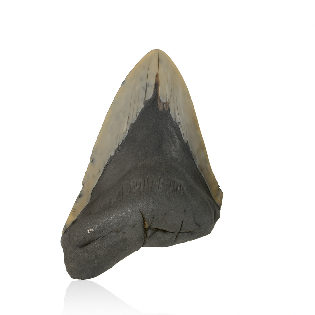 Megalodon Tooth - Partial