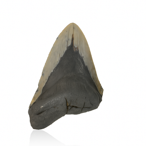 Megalodon Tooth - Partial