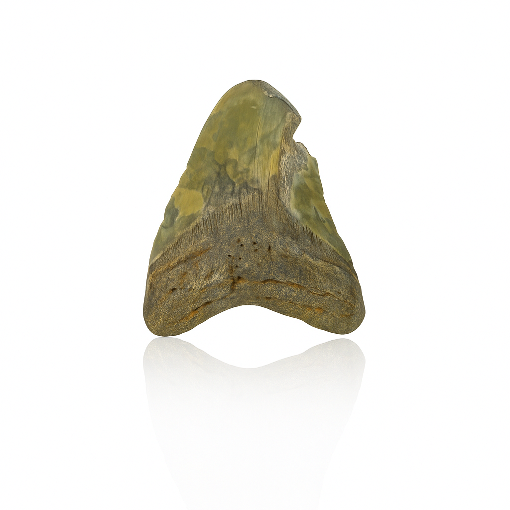Megalodon Tooth - Full