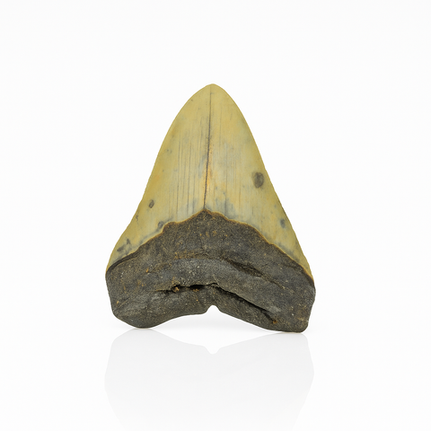 Megalodon Tooth - Full