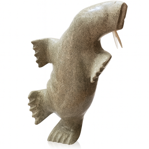 Walrus