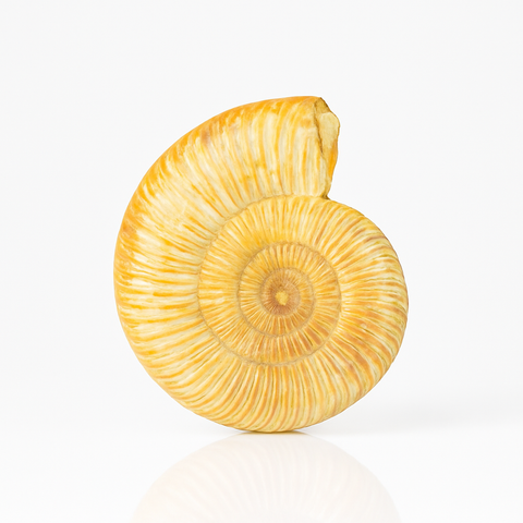 Madagascar Ammonite - Full