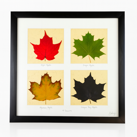 4 Seasons Maple Leaf