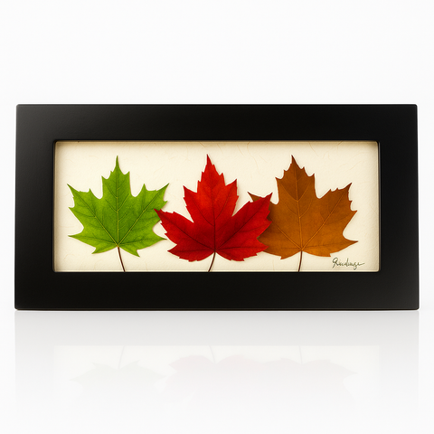 Tri Colored Maple Leaf