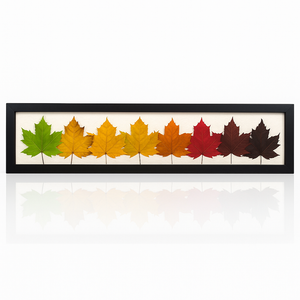Rainbow Maple Leaf