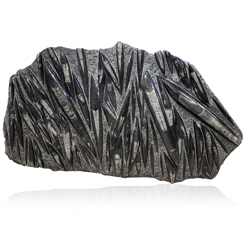 One of a Kind Fossils