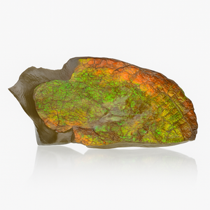 Ammolite Fragment