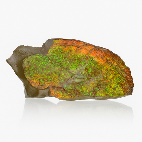 Ammolite Fragment