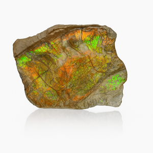 Ammolite Fragment