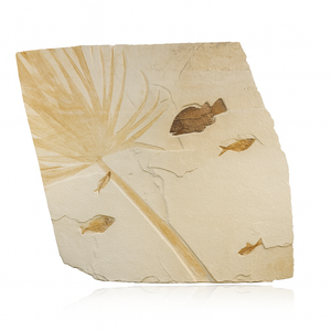 Fossilized Palm Leaf & Fish Fossil