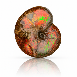 Ammolite Fossil