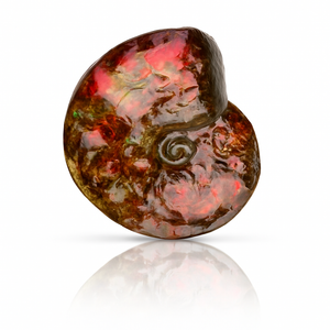 Ammolite Fossil