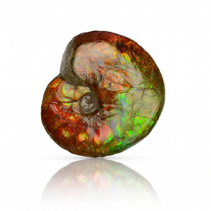 Ammolite Fossil