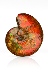 Ammolite Fossil