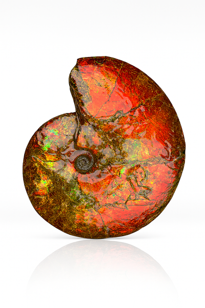 Ammolite Fossil
