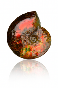 Ammolite Fossil