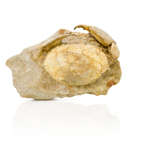 Crab Fossil