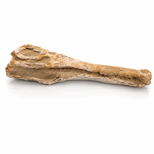 Crocodile Fossil