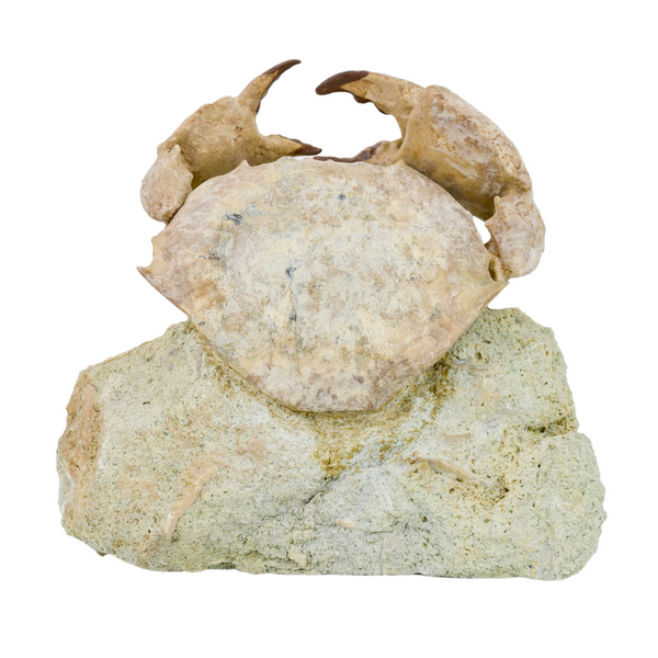 Crab Fossil