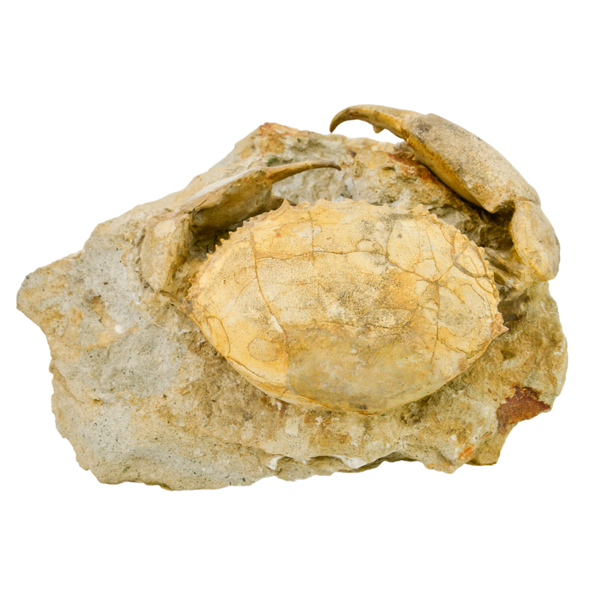 Crab Fossil