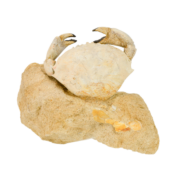 Crab Fossil