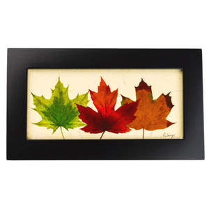 Tri Colored Maple Leaf