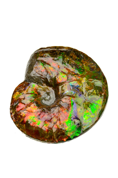 Ammolite Fossil