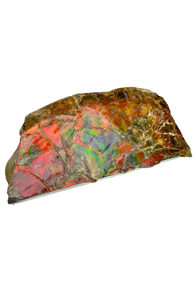 Ammolite Fragment