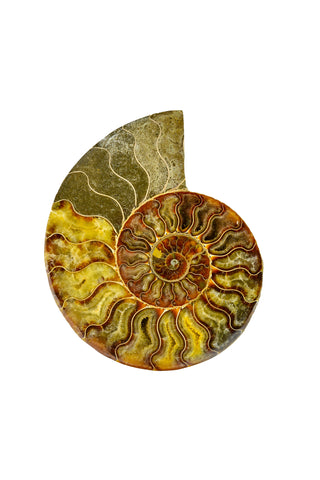 Madagascar Ammonite - Sliced