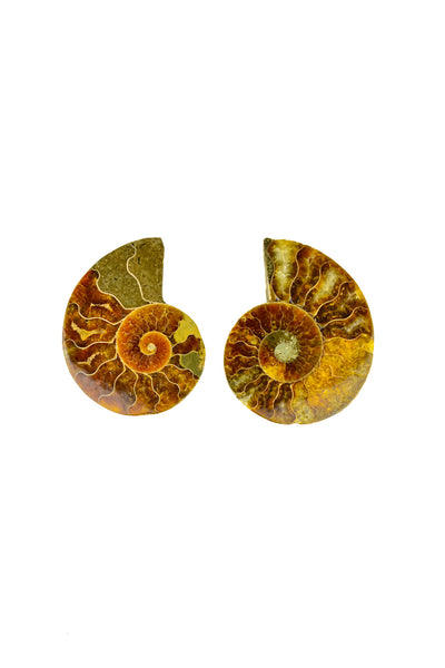 Madagascar Ammonite - Sliced