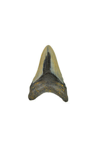 Megalodon Tooth - Full