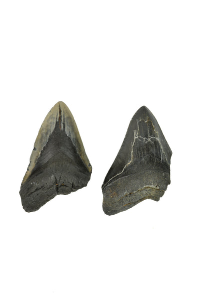 Megalodon Tooth - Partial