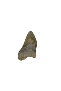 Megalodon Tooth - Partial