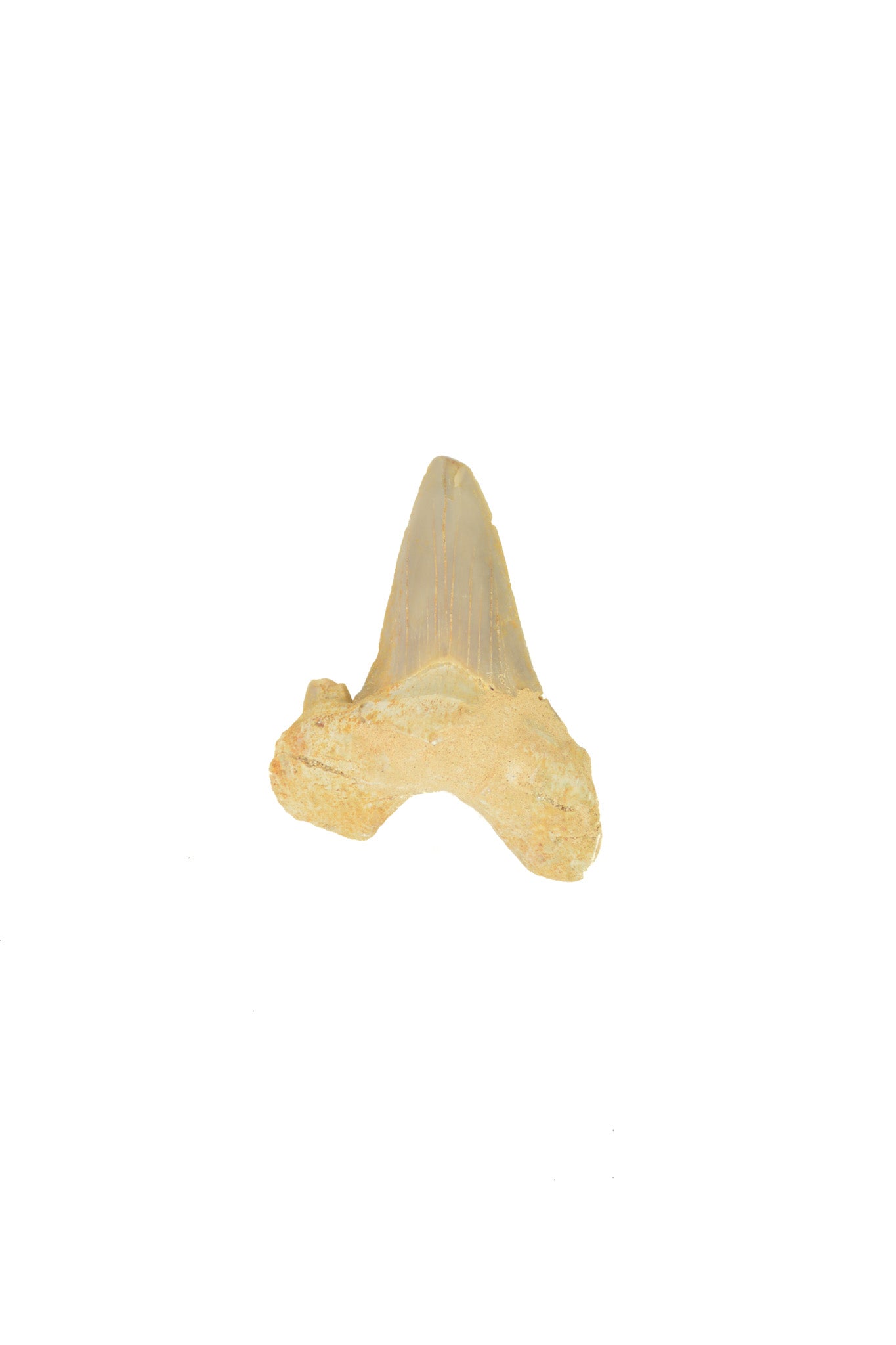 Otodus Obliquus Shark Tooth