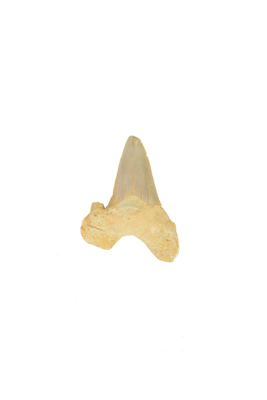 Megalodon &amp; Shark Tooth