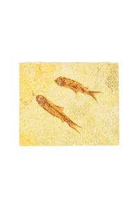 Double Fish Fossil