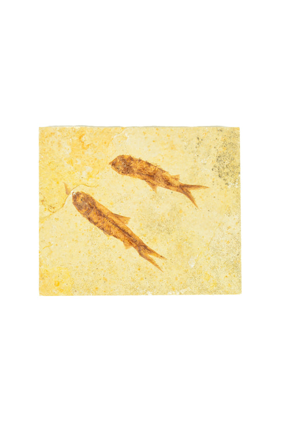Fish Fossil