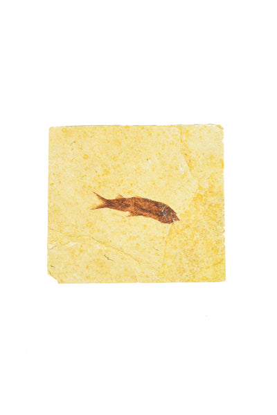 Single Fish Fossil