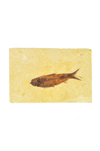 Single Fish Fossil
